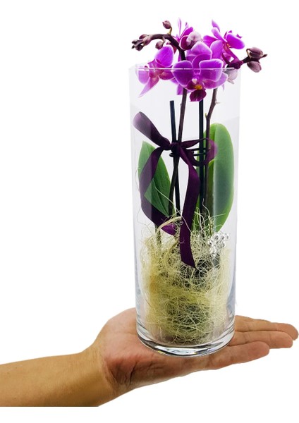 Phalaenopsis Royal & Cam Vazoda Orkide Çiçeği Eşsiz Tasarım Sevgiliye Hediye Iç Mekan Bitkileri