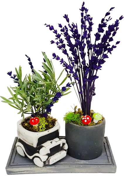 Mini Car Lavanta Set & Beton Arabalı Saksı Setinde Canlı Kuru Lavanta Kokulu Bitki Hediye Çiçek