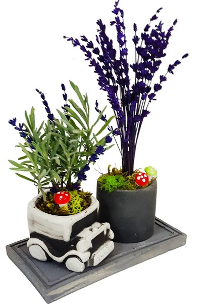 Mini Car Lavanta Set & Beton Arabalı Saksı Setinde Canlı Kuru Lavanta Kokulu Bitki Hediye Çiçek fiyatları