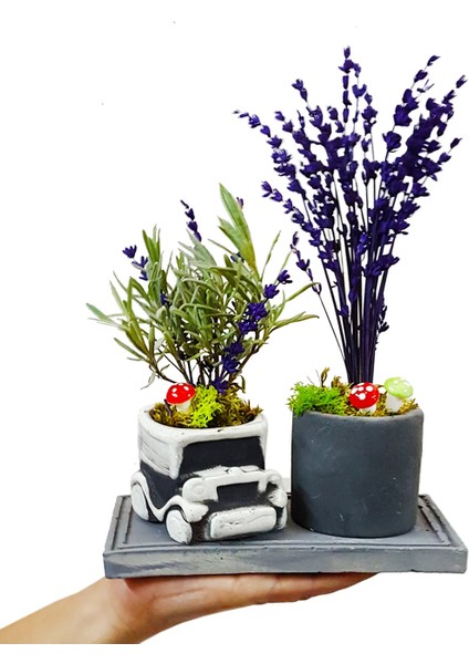 Mini Car Lavanta Set & Beton Arabalı Saksı Setinde Canlı Kuru Lavanta Kokulu Bitki Hediye Çiçek modelleri