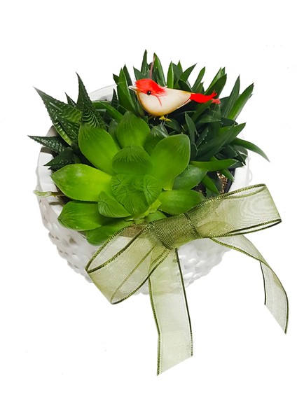 Echeveria Bird Nest White Star