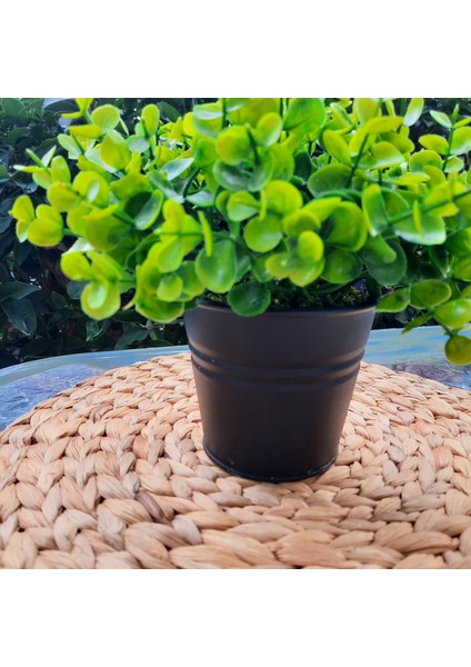 Siyah Saksı Içinde Ofis ve Ev Dekorasyon Arajmanı