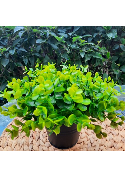 Siyah Saksı Içinde Ofis ve Ev Dekorasyon Arajmanı fiyatları