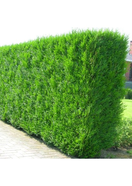 Yeşil Mazı Çit Bitkisi 10 Adet 80-100 cm 4-5 Yaş (Thuja Orientali