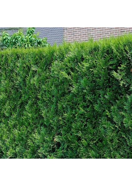Yeşil Mazı Çit Bitkisi 10 Adet 80-100 cm 4-5 Yaş (Thuja Orientali