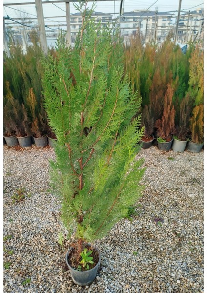 Yeşil Mazı Çit Bitkisi 10 Adet 80-100 cm 4-5 Yaş (Thuja Orientali