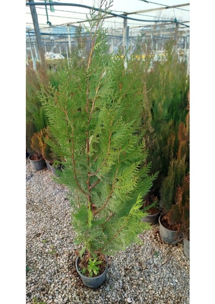 Yeşil Mazı Çit Bitkisi 10 Adet 80-100 cm 4-5 Yaş (Thuja Orientali