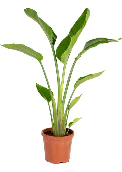 Thebestonline Strelitzia Reginae, Starliçe Cennet Kuşu 20-40CM, Canlı Salon Bitkisi