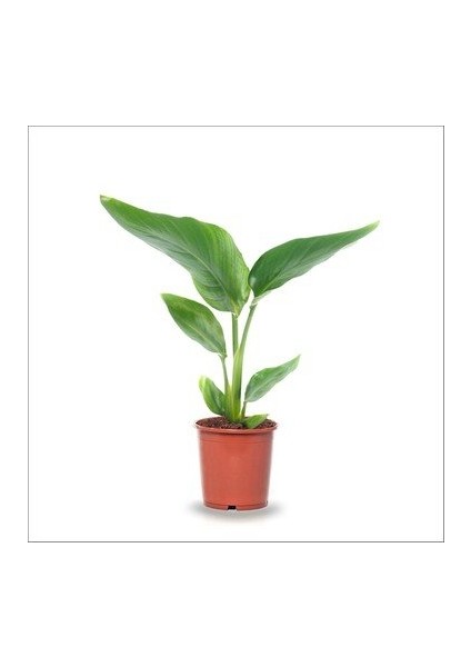 Thebestonline Strelitzia Reginae, Starliçe Cennet Kuşu 20-40CM, Canlı Salon Bitkisi fiyatları