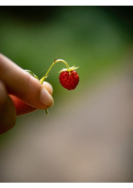 20 Adet Karadeniz Kokulu Yabani Dağ Çileği Fidesi Açık Köklü (10-20 Cm)