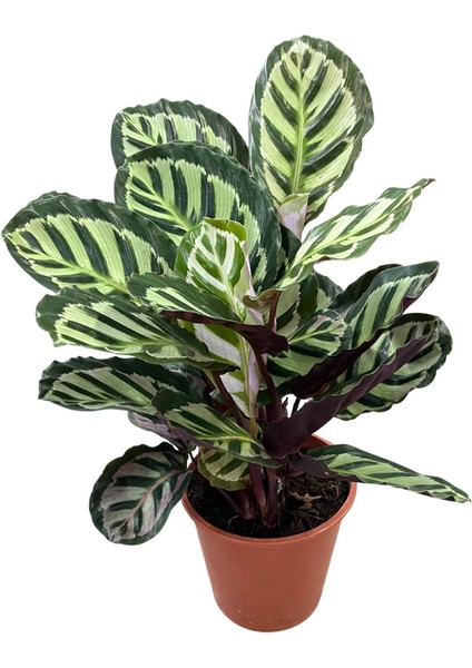 Calathea Roseopicta (Dua Çiçeği)