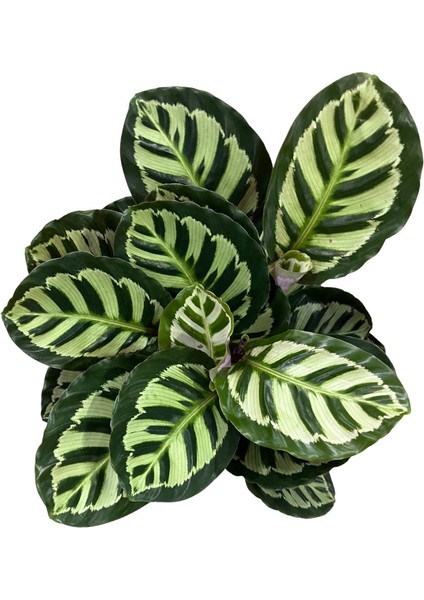Calathea Roseopicta (Dua Çiçeği) fiyatları
