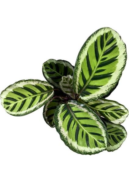 Calathea Roseopicta 'Angela' (Dua Çiçeği) fiyatları