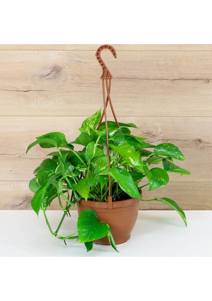 Thebestonline Salon Sarmaşığı, Pothos Çiçeği, Patos Çiçeği, Canlı Bitki