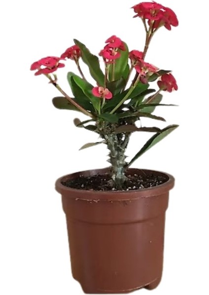 Thebestonline Euphorbia Milii Dikenler Tacı Canlı Iç Mekan Bitkisi, 3 Adet fiyatları