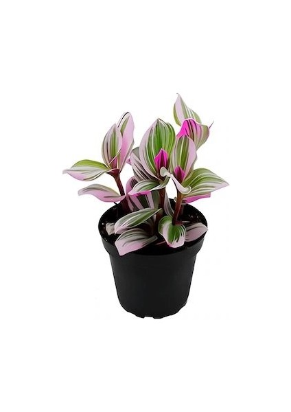Thebestonline Telgraf Çiçeği Adet Mini Saksılı Canlı Salon Bitkisi (Nanouk Tradescantia)