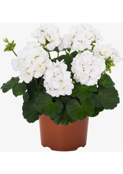 Thebestonline Beyaz Sardunya Çiçeği, Canlı Bitki