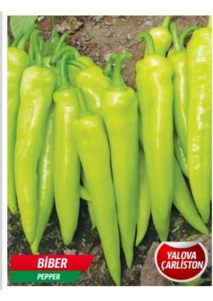 Yalova Çarliston Biber Tohumu 5 gr Tohum