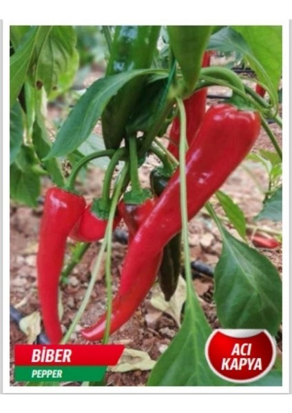 Acı Kapya Biber Tohumu 25 Adet Tohum