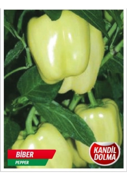 Kandil Biber Tohumu 400 Adet Tohum