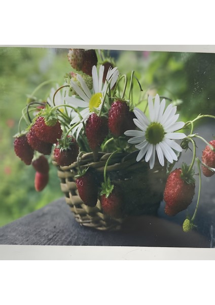 5d Yapışan Boncuk Goblen 30 x 40 cm Mozaik Tablo Pano 60291