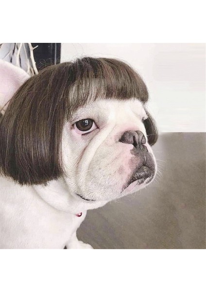 Küçük Orta Büyük Çiçekli Komik Köpek Peruk, Kesilebilir Evcil Hayvan Kostümü Kedi Cosplay Dekorasyonu (Yurt Dışından) modelleri