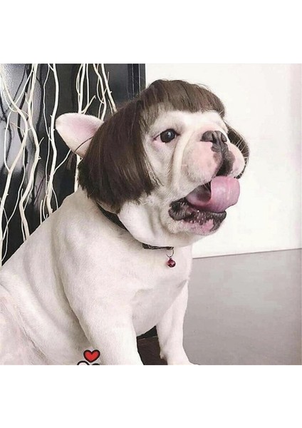 Küçük Orta Büyük Çiçekli Komik Köpek Peruk, Kesilebilir Evcil Hayvan Kostümü Kedi Cosplay Dekorasyonu (Yurt Dışından) fırsatları