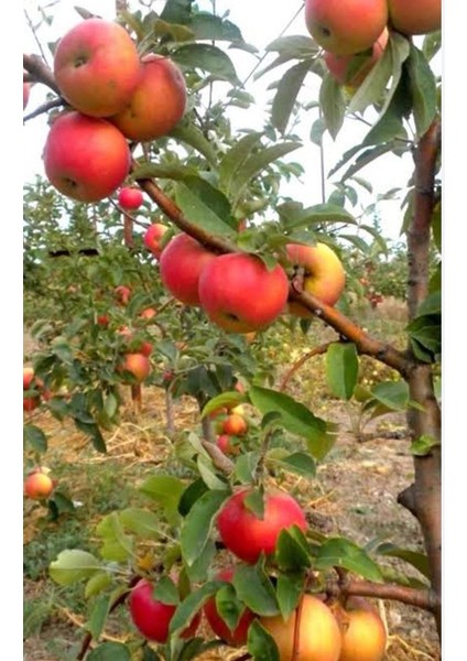 Amasya Elması Fidanı (Verimli ve Lezzetli)