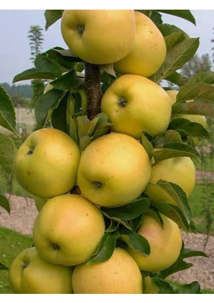 Golden Delicious Elma Ağacı Fidanı Aşılı (Sarı Elma)