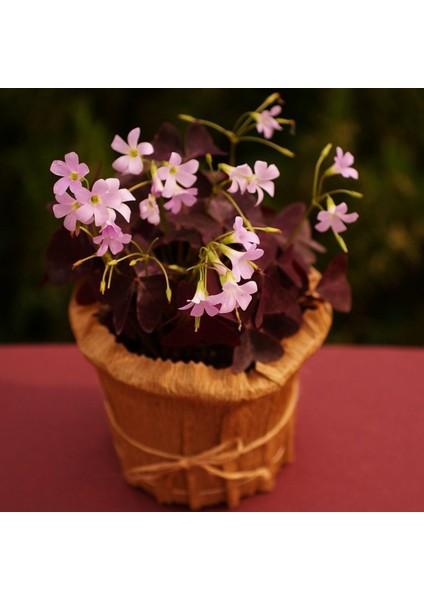 Saksıda Uykuçiçeği / Süsyoncası ( Oxalis Triangularis)