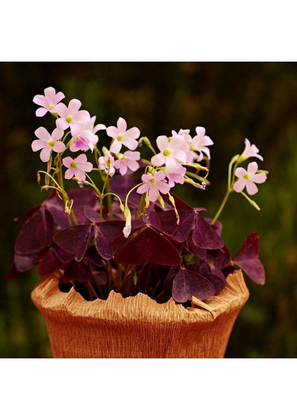Saksıda Uykuçiçeği / Süsyoncası ( Oxalis Triangularis)