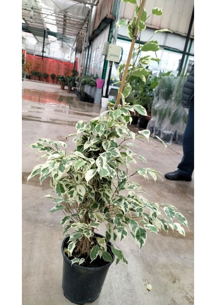 Ficus Benjamin Starlight 100 cm