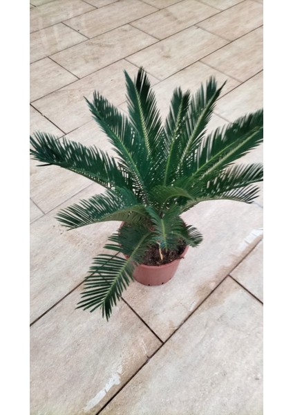 Cycas Revoluta (Yalancı Palmiye) 50-60 cm Ev,ofis,salon Bitkisi