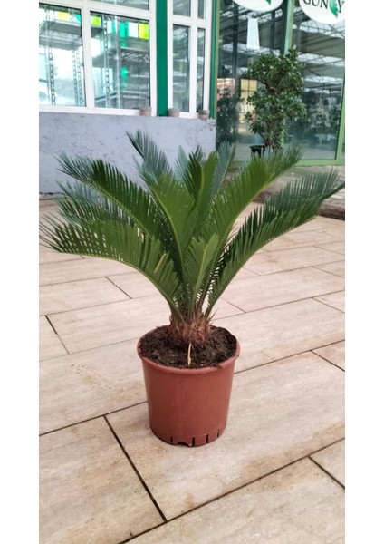Cycas Revoluta (Yalancı Palmiye) 50-60 cm Ev,ofis,salon Bitkisi fiyatları
