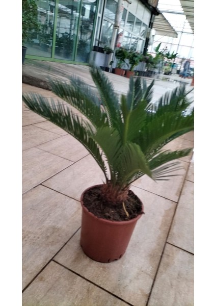 Cycas Revoluta (Yalancı Palmiye) 50-60 cm Ev,ofis,salon Bitkisi modelleri
