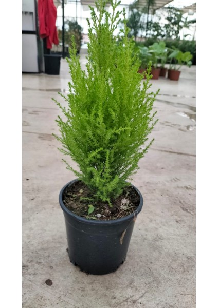 Limon Selvi 30-40 cm