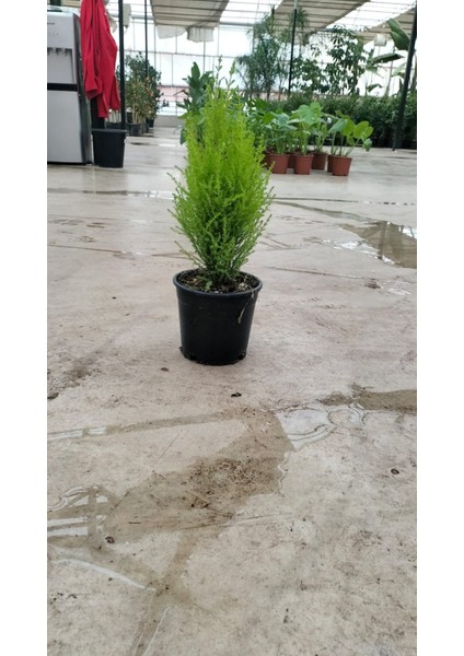Limon Selvi 30-40 cm