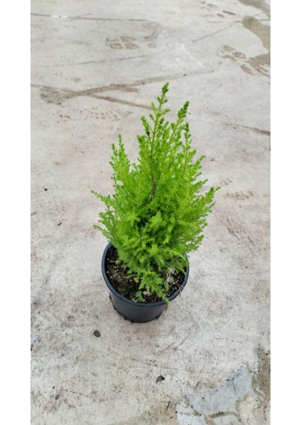Limon Selvi 30-40 cm