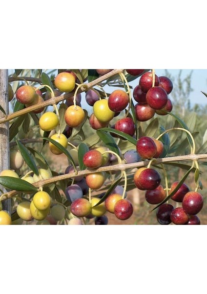 Bodur Arbequina Zeytin Fidanı