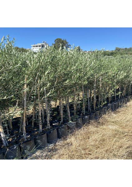 Bodur Arbequina Zeytin Fidanı