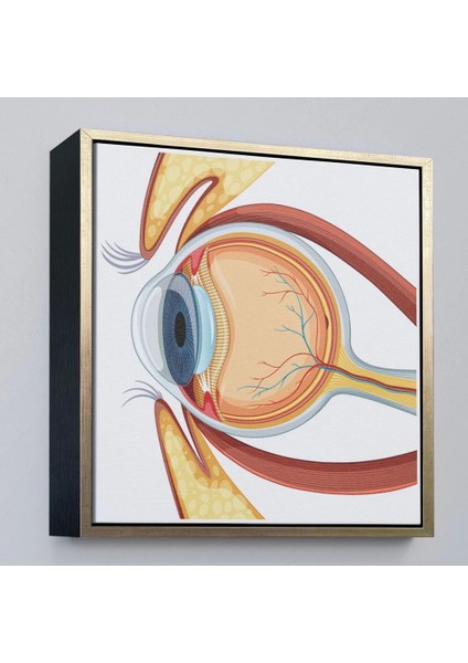 - Çerçeveli Göz Anatomizi Tablosu - Göz Doktoru HEDIYESI-8367