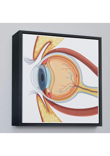 - Çerçeveli Göz Anatomizi Tablosu - Göz Doktoru HEDIYESI-8367