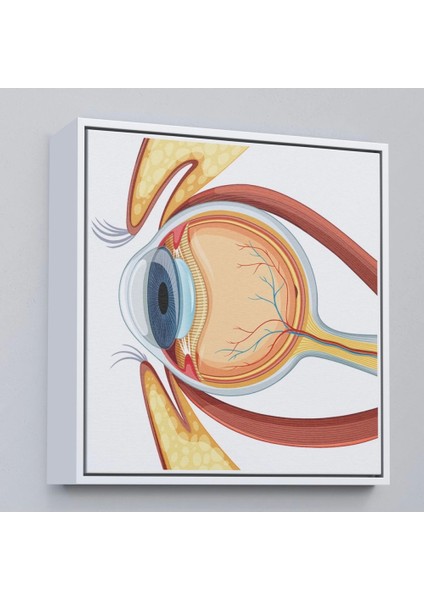 - Çerçeveli Göz Anatomizi Tablosu - Göz Doktoru HEDIYESI-8367