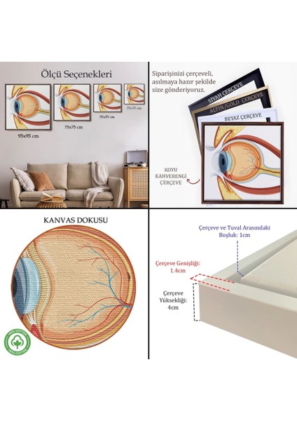 - Çerçeveli Göz Anatomizi Tablosu - Göz Doktoru HEDIYESI-8367