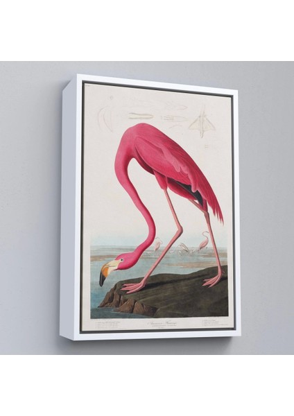 - Çerçeveli John James Audubon - Amerikan Flamingo TABLOSU-7301