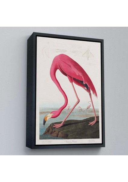 - Çerçeveli John James Audubon - Amerikan Flamingo TABLOSU-7301 fırsatları