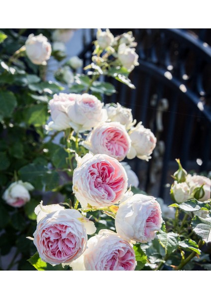Pompon Veranda®
