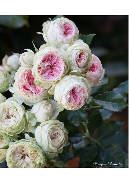 Pompon Veranda®