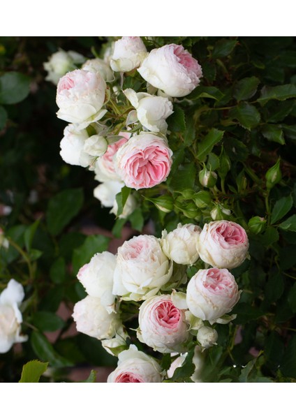 Pompon Veranda®