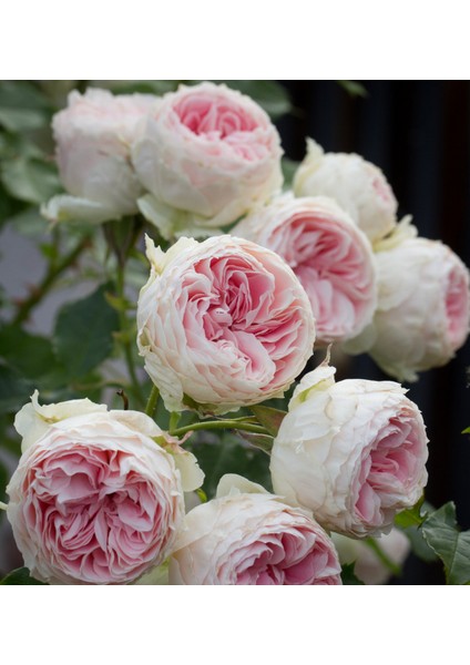Pompon Veranda®